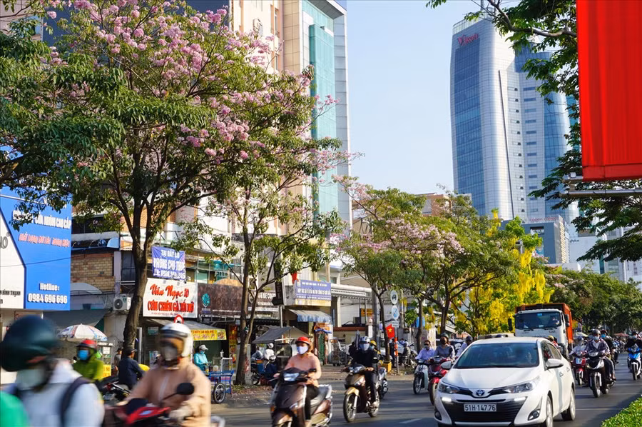 Nhiều đoạn trên đường Điện Biên Phủ, quận Bình Thạnh (hướng về quận 1), hoa kèn hồng đã nở rộ. Đây cũng là đường có hoa kèn hồng được trồng nhiều nhất ở TPHCM.