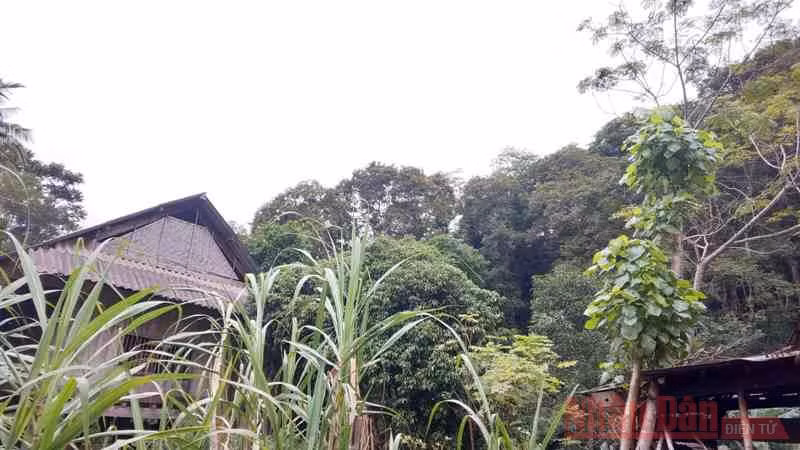 Rất nhiều nếp nhà của bản Quang Thịnh hòa vào rừng săng như thế này.