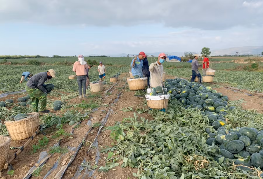 Nông dân thu hoạch dưa hấu trên cánh đồng xã Ia Sao (thị xã Ayun Pa). Ảnh: Nguyên Hương