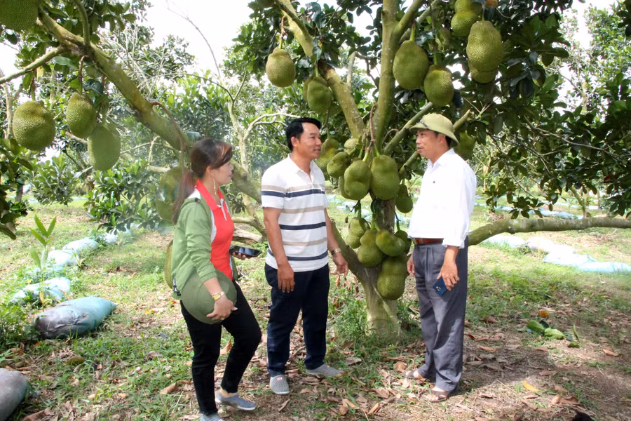 Trang trại trồng giống mít Thái viên linh của gia đình anh Nguyễn Đình Thìn ở xã xã Cư Elang, huyện Ea Kar (tỉnh Đắk Lắk). Trang trại trồng giống mít Thái viên linh của gia đình anh Nguyễn Đình Thìn ở xã xã Cư Elang, huyện Ea Kar (tỉnh Đắk Lắk).