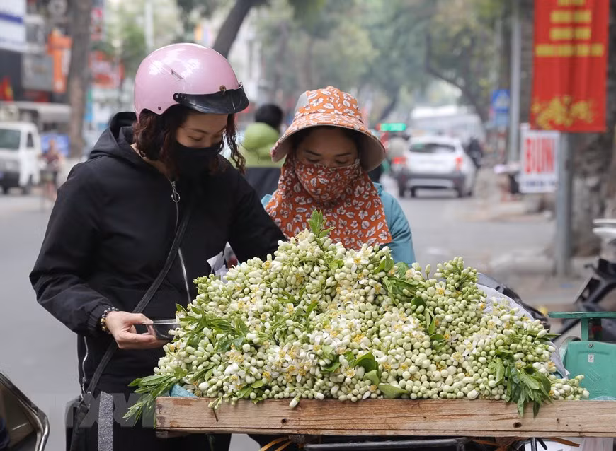 Người dân chọn mua hoa bưởi trên phố Lò Đúc (ảnh chụp ngày 22/2/2021). (Ảnh: Hoàng Hiếu/TTXVN) Người dân chọn mua hoa bưởi trên phố Lò Đúc (ảnh chụp ngày 22/2/2021). (Ảnh: Hoàng Hiếu/TTXVN)