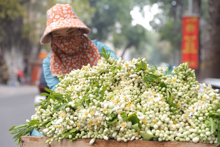 Hương hoa bưởi thơm ngát. (Ảnh: Hoàng Hiếu/TTXVN) Hương hoa bưởi thơm ngát. (Ảnh: Hoàng Hiếu/TTXVN)