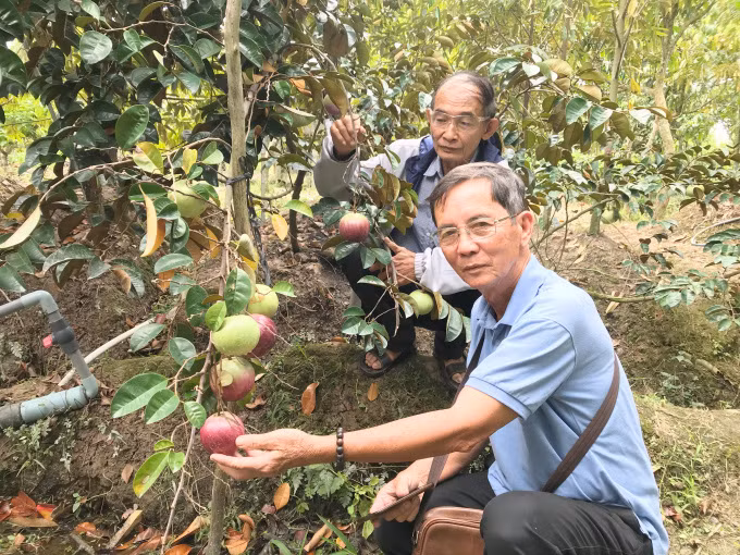Ông Nguyễn Công Thành giới thiệu giống vú sữa tím không mủ Mica. Ảnh: Minh Đảm.