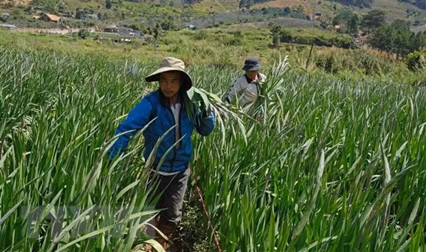 Người dân xã Hiệp An (huyện Đức Trọng, tỉnh Lâm Đồng) thu hoach hoa layơn phục vụ thị trường Tết Nguyên đán 2021. (Ảnh: Nguyễn Dũng/TTXVN)