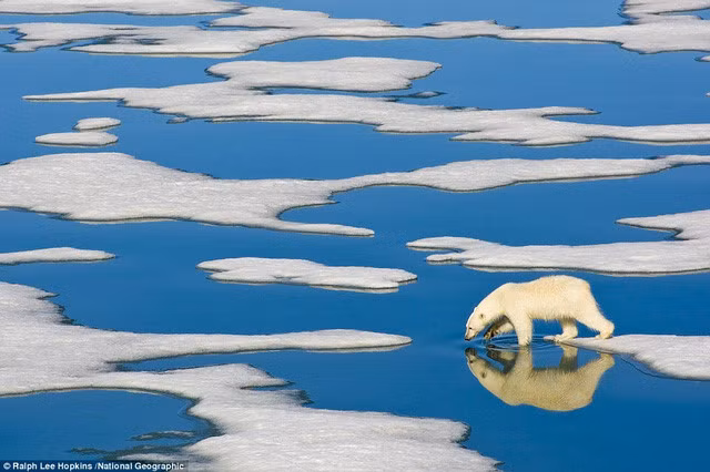 Một con gấu trắng Bắc Cực đang đi trên đám băng ở Svalbard, Na Uy.