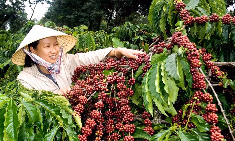  Thu hoạch cà phê. Ảnh: H.T