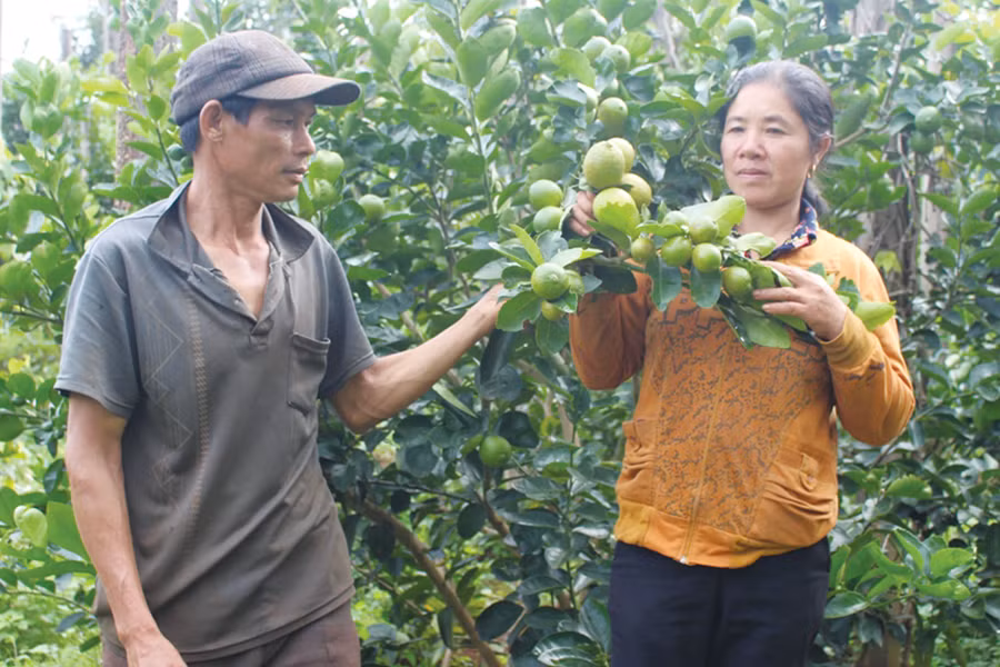 Chanh không hạt tại vườn chanh của anh Nguyễn Văn Long ở thôn Linh Nham. Ảnh: T.B