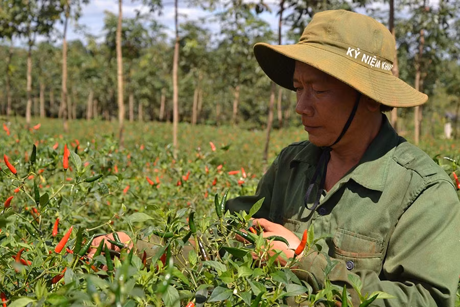  Nông dân phấn khởi thu hoạch ớt. Ảnh: N.T
