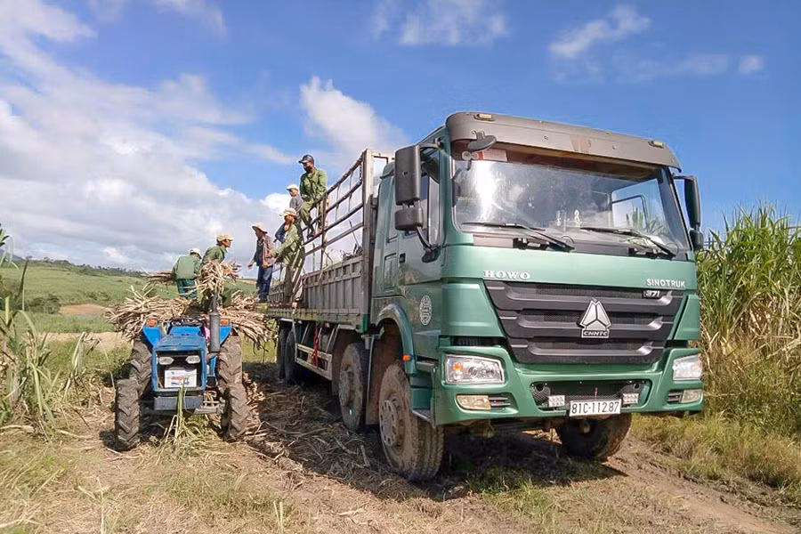 Nông dân đang tập trung thu gom số mía hỏng do mưa để vận chuyển về nhà máy. Ảnh: H.T