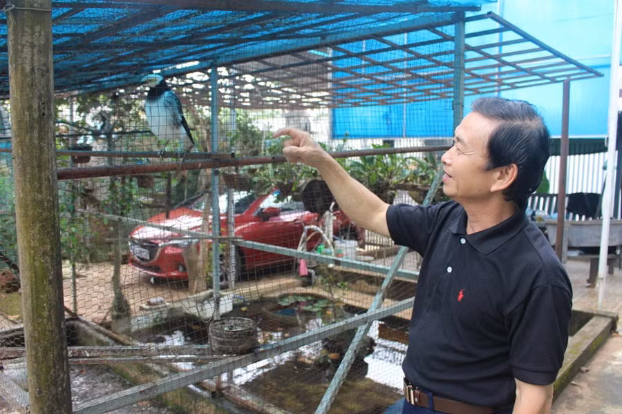 Với ông Phan Ngọc Vượng, chăm sóc chim cảnh vừa là niềm vui, vừa mang lại thu nhập. Ảnh: P.L