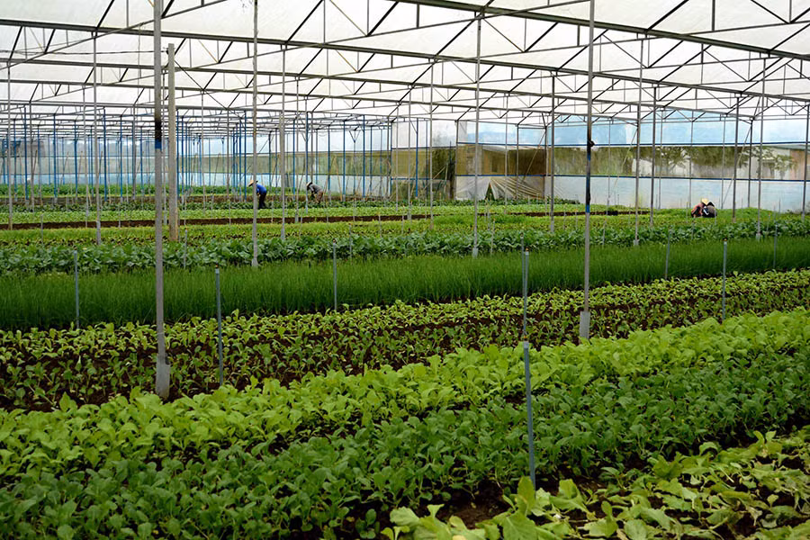 Gia Lai đang kêu gọi đầu tư xây dựng dự án nông nghiệp công nghệ cao. Ảnh: V.T
