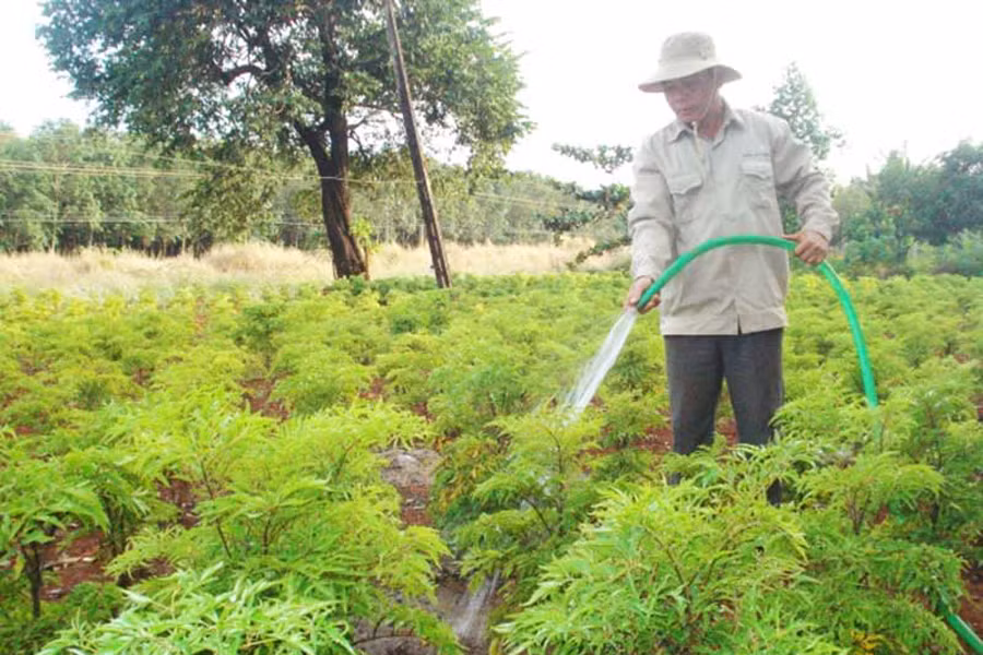 Gia Lai có đủ tiềm năng và lợi thế để phát triển cây dược liệu (ảnh minh họa). Gia Lai có đủ tiềm năng và lợi thế để phát triển cây dược liệu (ảnh minh họa).