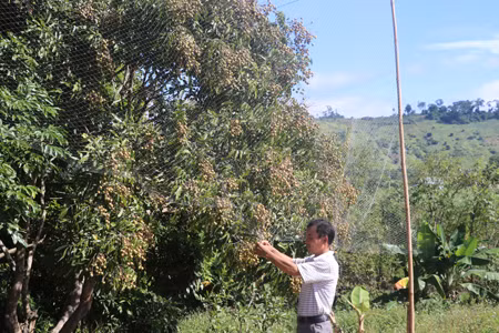Anh Phan Hồng Cương (xã Nghĩa An, huyện Kbang) chăm sóc vườn vải cảu gia đình. Ảnh: N.M