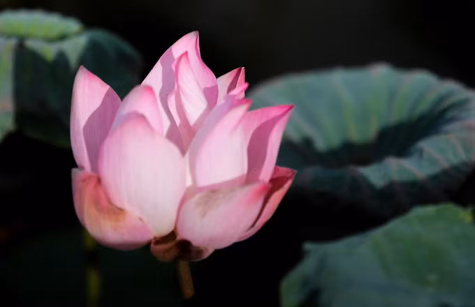"Để ngắm hoa đẹp, khách nên đến vào sáng sớm, lúc này sen mới nở còn tươi lại đọng sương sớm, thời tiết không nắng gắt nên dễ chụp ảnh. Hoa sen có cánh mỏng nên khi nở rộ sẽ mau tàn", người chủ đầm sen cho biết.