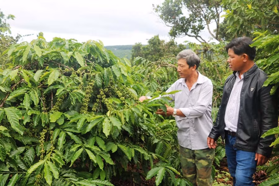  Nhờ được vay vốn từ nguồn quỹ nhóm, nhiều hộ nông dân có điều kiện đầu tư phân bón chăm sóc vườn cây để tăng năng suất. Ảnh: H.T