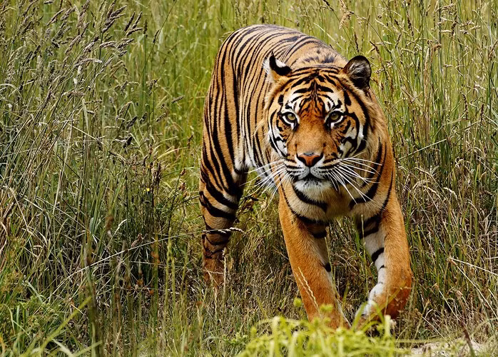 Một chú hổ Sumatra. Các phân tích mới cho thấy, sự phá hủy các khu rừng nhiệt đới để trồng dầu cọ đã khiến hơn 190 loài động vật bị đe dọa trong đó có cả loài đười ươi và hổ Sumatra.