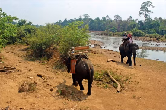  Voi hiện nay đang được sử dụng để đưa khách du lịch tham quan tại Khu du lịch Buôn Đôn, Đắk Lắk. Ảnh: TTH