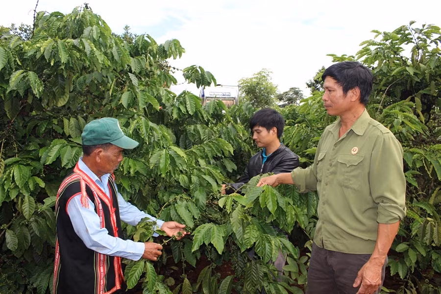  Cựu chiến binh thôn An Hòa hướng dẫn kỹ thuật chăm sóc cây cà phê cho cựu chiến binh Siu Nhíp. Ảnh: P.L