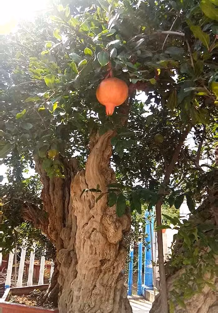 Quả lựu to, ruột lựu đỏ ăn rất thơm ngon