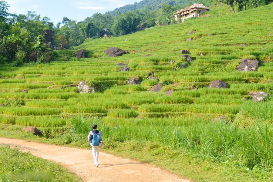 Cuối tháng 6, tất cả khu ruộng bậc thang mang một màu xanh mát. Theo người dân ở đây, khoảng 10 ngày nữa mọi thứ sẽ chuyển sang một màu vàng rực rỡ. Đó cũng là lúc Pù Luông thu hút rất nhiều khách du lịch.