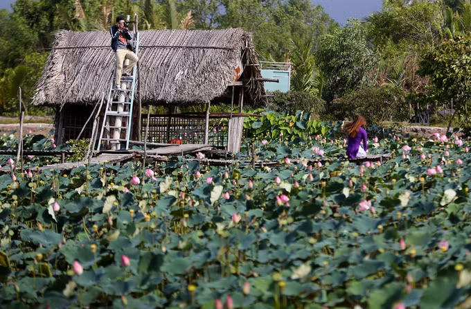 Giữa đầm sen, người chủ thiết kế nhà tranh, cầu khỉ, bắc ván và thang để du khách dễ dàng chụp ảnh. Phí vào cổng của mỗi người là 30.000 đồng.