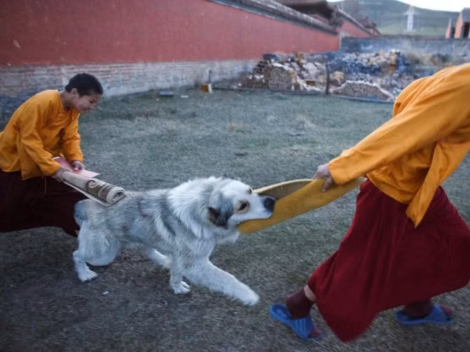 ...và chơi đùa với chó sau giờ tụng kinh buổi tối. ...và chơi đùa với chó sau giờ tụng kinh buổi tối.