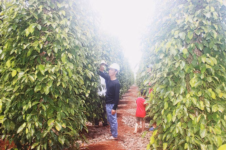 Người trồng hồ tiêu trên địa bàn tỉnh sẽ được hưởng chính sách tín dụng ưu đãi. Ảnh: S.C
