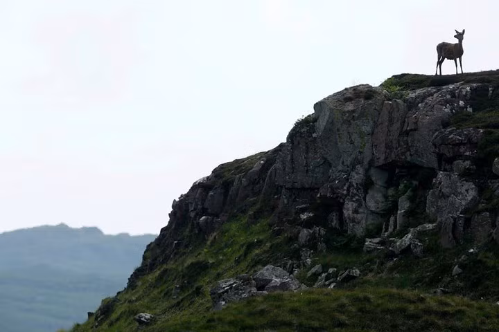  Một chú hươu đỏ đứng bên vách núi trên đảo Rum, một đảo nhỏ trong quần đảo Hebrides của Scotland.