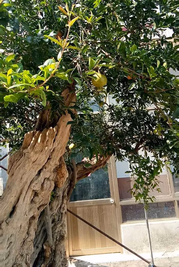  Trải qua các trận phong ba bão táp, thân cây nhiều phần bị mục gãy, có vết vằn vệ