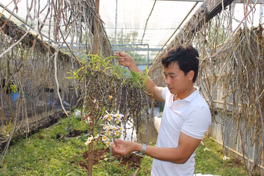  Anh Phạm Thăng Bằng, tác giả ý tưởng “Ứng dụng công nghệ cao vào bảo tồn và phát triển lan rừng gắn với du lịch trên địa bàn tỉnh”. Ảnh: P.L 