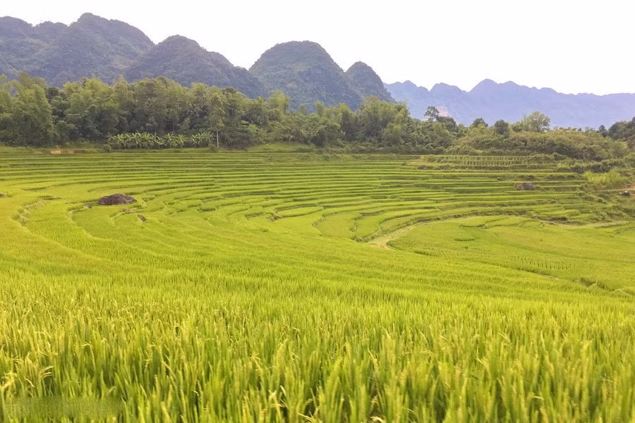  Đến Pù Luông là đến với những bản làng được bao quanh bởi ruộng bậc thang, những cánh rừng xanh rì xen lẫn dãy núi trập trùng, cùng con suối và dòng thác mát rượi.