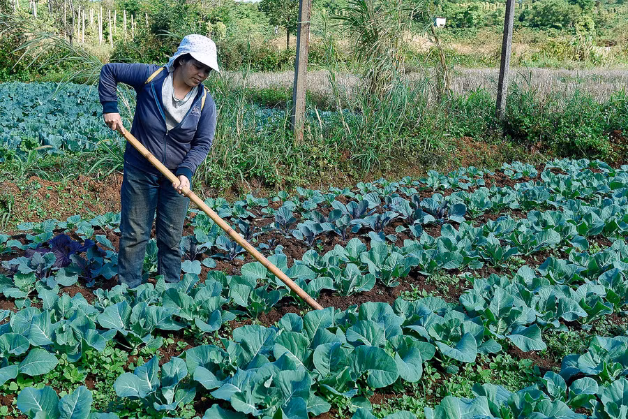 Còn gia đình chị Kpă Lih (thôn 5, xã Thăng Hưng), năm 2017 đã chuyển đổi 4 sào đất lúa không đủ nước tưới sang trồng các loại rau xanh. “Nhờ vậy mà tôi có rau bán quanh năm nên cũng đem lại thu nhập ổn định cho gia đình, có tiền để lo cho con cái đi học”.