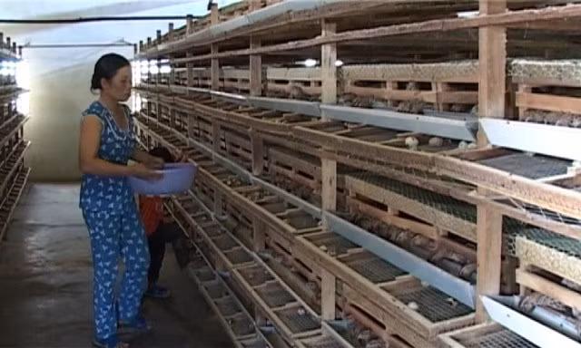 Nuôi chịm cút tại gia đình chị Đỗ Thị Huệ ở thôn 9, xã Lộc Ngãi, huyện Bảo Lâm, tỉnh Lâm Đồng.