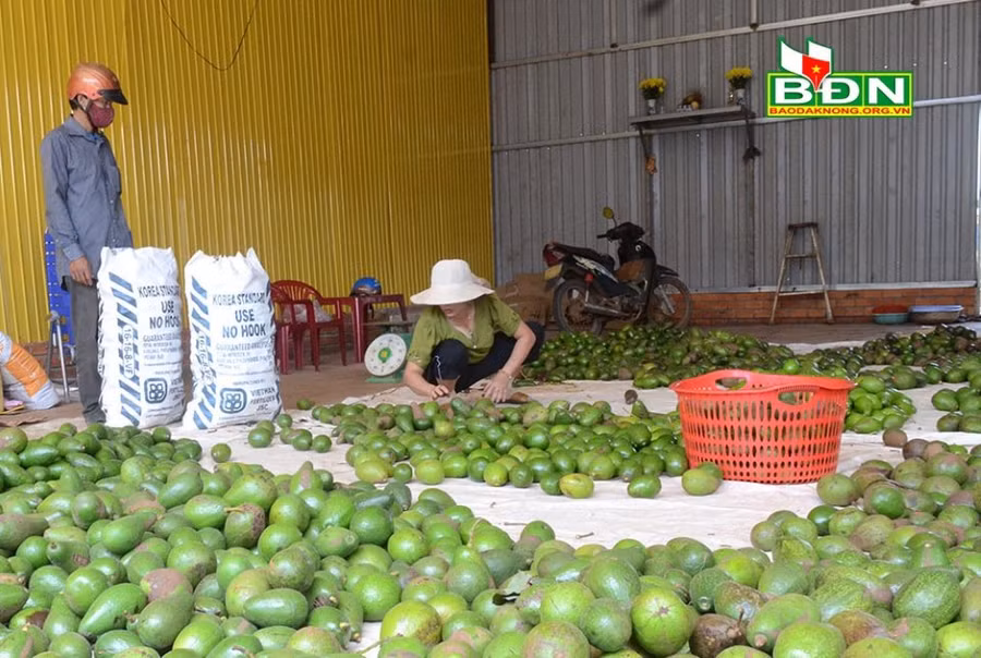 Do hái non nên chất lượng quả bơ không bảo đảm, ảnh hưởng lớn đến việc tiêu thụ