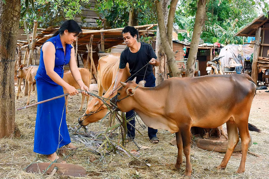 Là một hộ nghèo nhận bò từ chương trình, gia đình chị Siu Ngoan và anh Rơ Châm Tur (làng Ngose-glang, thị trấn Chư Sê) đã thoát nghèo trong năm 2019. 