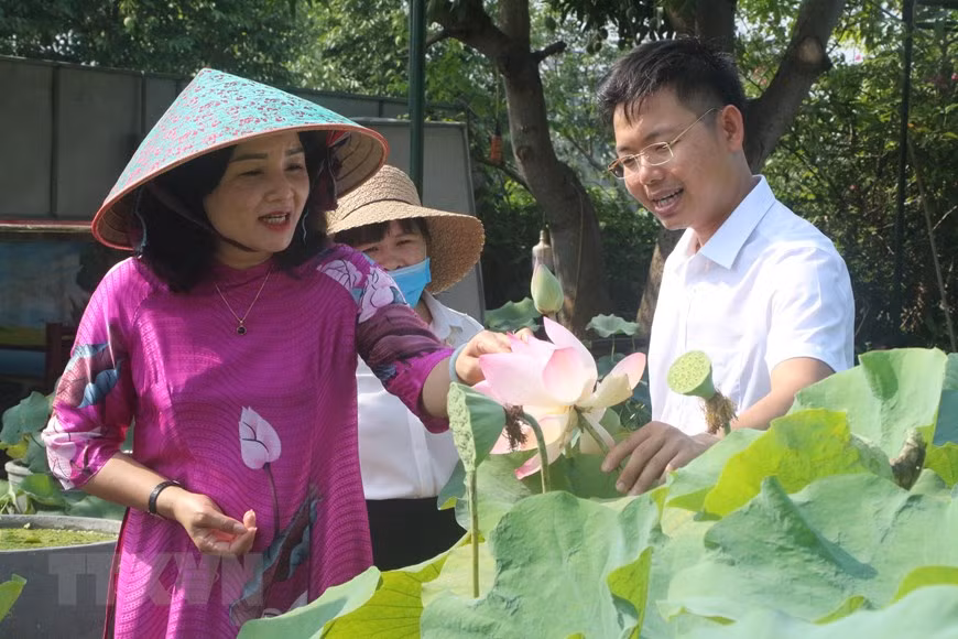 Các diện tích trồng sen được quy hoạch vùng nguyên liệu tạo cảnh quan thu hút du khách trải nghiệm cho du khách. (Ảnh: Bích Huệ/TTXVN)