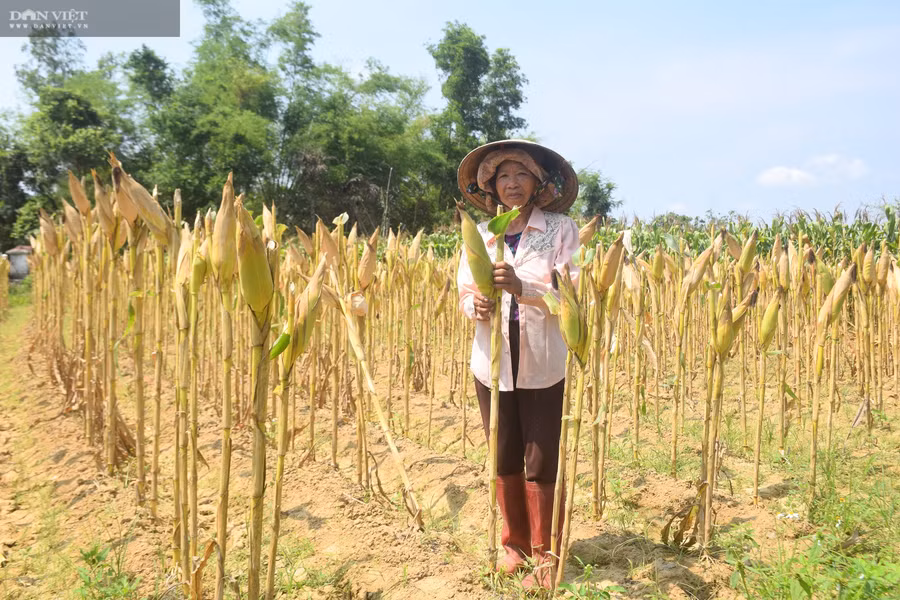 Nông dân nâng cao thu nhập nhờ chuyển đổi cây trồng thích nghi với khí hậu. Nông dân nâng cao thu nhập nhờ chuyển đổi cây trồng thích nghi với khí hậu.