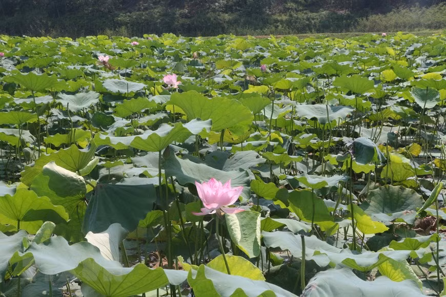 Hợp tác xã nông nghiệp Sen quê Bác trồng 65 giống sen khác nhau trên diện tích 120ha vừa mang lại giá trị kinh tế cao vừa phục vụ du lịch. (Ảnh: Bích Huệ/TTXVN)