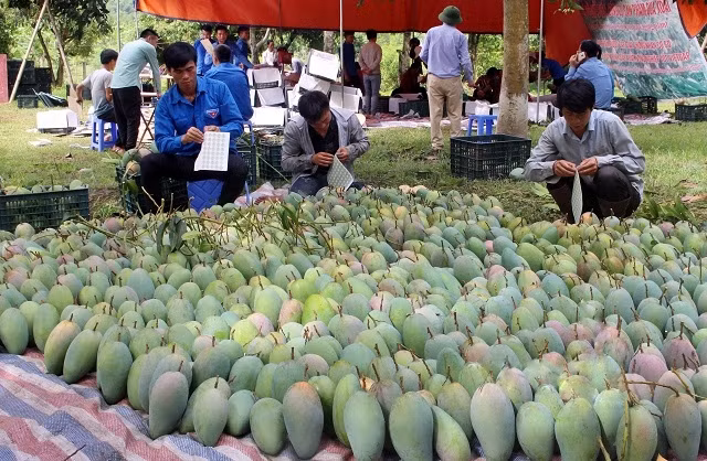  Xã viên HTX Đoàn Kết (xã Mường Bú, huyện Yên Châu, Sơn La) dán tem xoài để xuất khẩu. Ảnh: Đức Tuấn