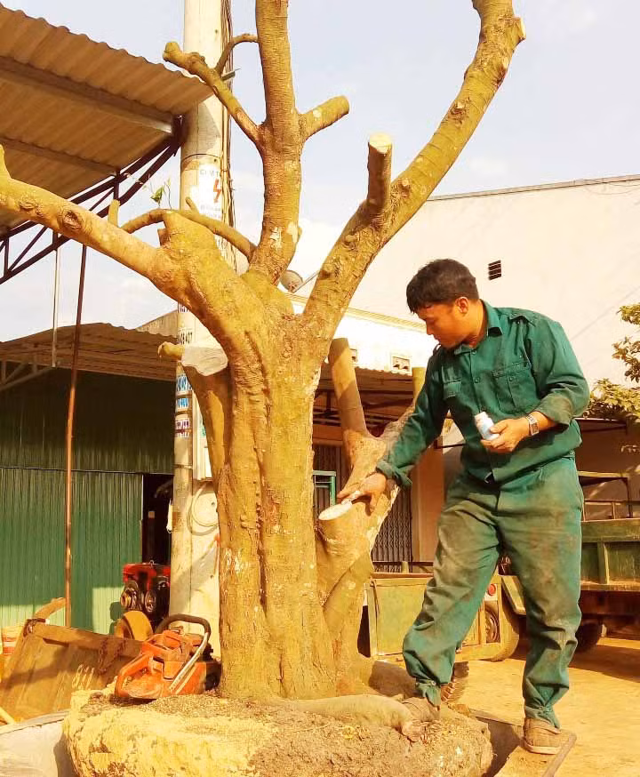 Gốc một cây khế cổ thụ được ông Lê Văn Thọ đào đưa vào chậu chuẩn bị bán cho thương lái. Ảnh: Minh Nguyễn