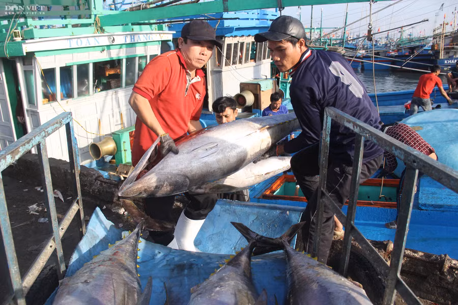  Ngư dân Bình Định mang cá ngừ đại dương về bờ.