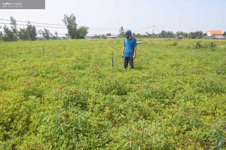 Mô hình xen canh cây đậu phộng với cây mì cho nông dân huyện Phù Cát, tỉnh Bình Định lợi nhuận cao gấp 3 lần so trồng mì độc canh.