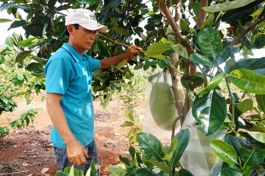 Anh Nguyễn Tấn Hùng (ở thôn 4, xã Diên Bình, (huyện Đăk Tô, tỉnh Kon Tum) đang chăm sóc những cây mít Thái trong khu vườn đa canh của gia đình. Ảnh: T.T