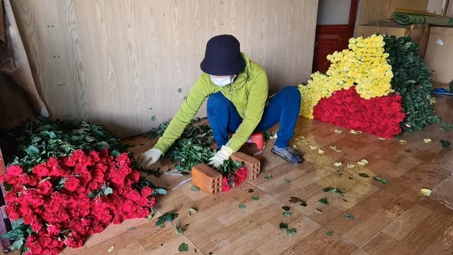 Đóng hoa đi các tỉnh tiêu thụ. ẢNH: LÂM VIÊN