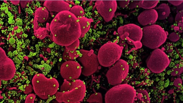  (Nguồn: european-biotechnology.com)