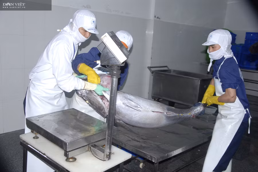 Cá ngừ đại dương được lựa chọn, sơ chế cẩn thận.