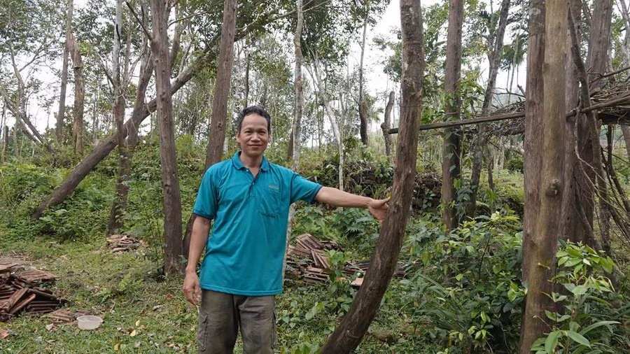 Vườn dó bầu ông Ôn đã bán đổ bán tháo sau 16 năm trồng và nuôi hy vọng - ẢNH: PHẠM ANH Vườn dó bầu ông Ôn đã bán đổ bán tháo sau 16 năm trồng và nuôi hy vọng - ẢNH: PHẠM ANH