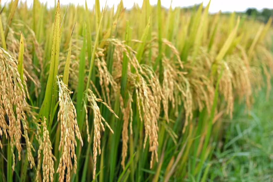Ảnh 4: Giống lúa thơm trắng được trồng chủ yếu trong vụ đông xuân vì ít sâu bệnh