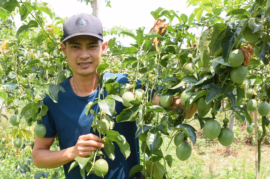  Anh Trần Hữu Nam (xã Trang, huyện Đak Đoa) bên vườn chanh dây của gia đình. Ảnh: Minh Phương