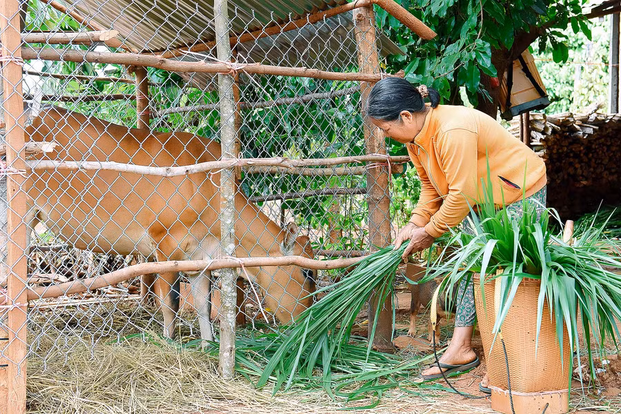 Ngoài trồng lúa và làm nương rẫy, bà Rơ Lan H’Juch (thôn 6, xã Thăng Hưng) còn mạnh dạn đầu tư chăn nuôi bò, gà để phát triển kinh tế. Mỗi năm gia đình bà thu nhập gần 100 triệu đồng từ 1 ha cà phê và 1 ha cao su.